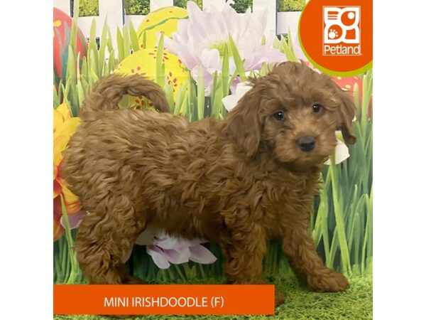 Irishdoodle Mini Dog Female Red 7966 Petland Ashland, Kentucky