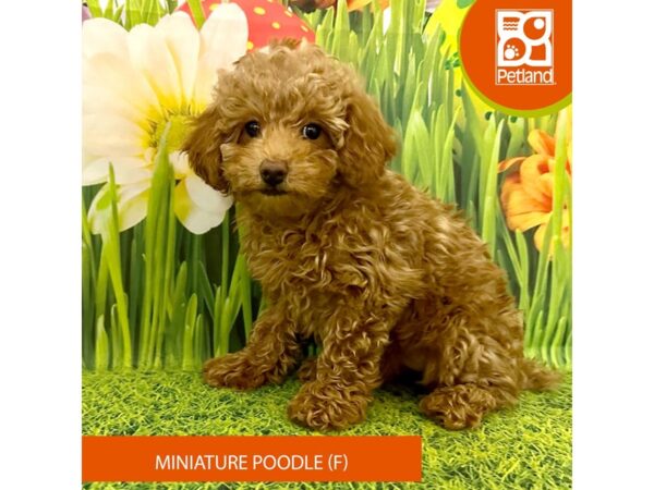 Miniature Poodle Dog Female Red 7968 Petland Ashland, Kentucky