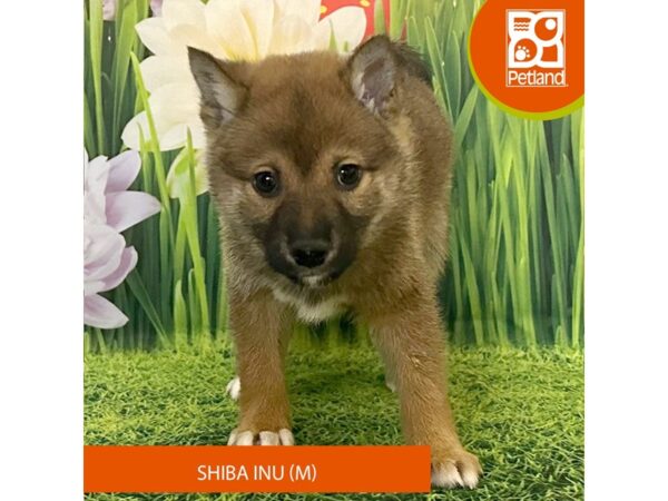 Shiba Inu Dog Male Red 7969 Petland Ashland, Kentucky