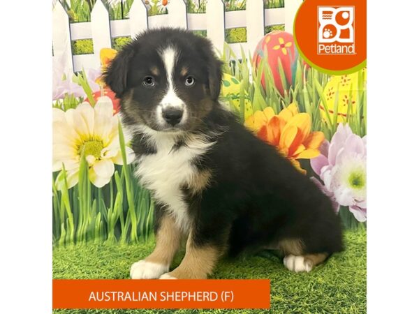 Australian Shepherd Dog Female Black White / Tan 7970 Petland Ashland, Kentucky