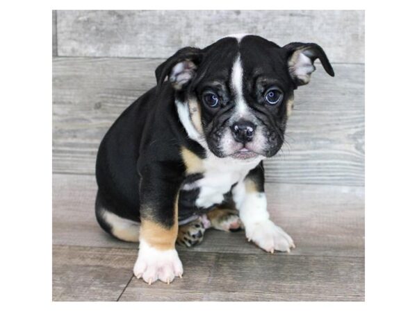 Bulldog Dog Male Black White / Tan 7976 Petland Ashland, Kentucky