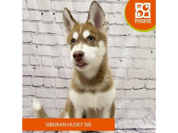 Siberian Husky-Dog-Male-Red / White-7910-Petland Ashland, Kentucky