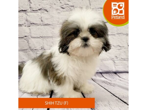 Shih Tzu-Dog-Female-Brindle / White-7973-Petland Ashland, Kentucky