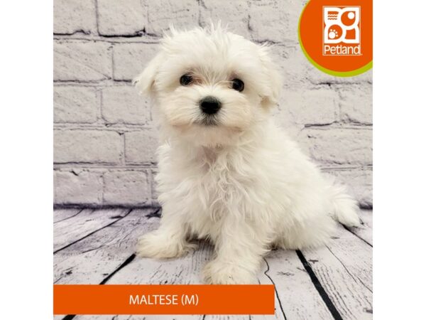 Maltese-Dog-Male-White-7977-Petland Ashland, Kentucky