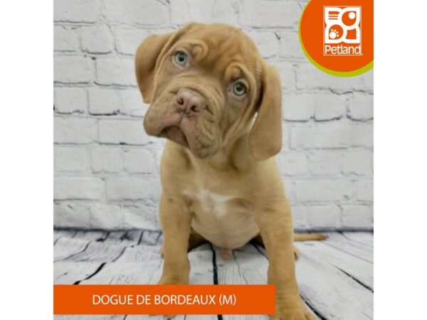 Dogue De Bordeaux-Dog-Male-Red-7980-Petland Ashland, Kentucky