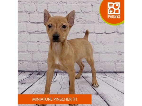 Miniature Pinscher Dog Female Red 7978 Petland Ashland, Kentucky