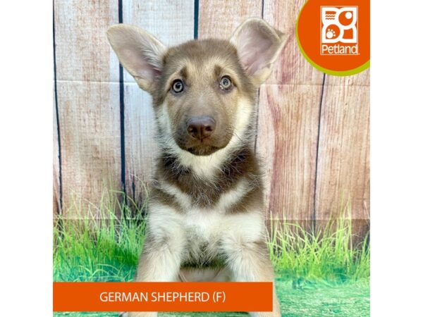 German Shepherd Dog Dog Female Liver 7994 Petland Ashland, Kentucky