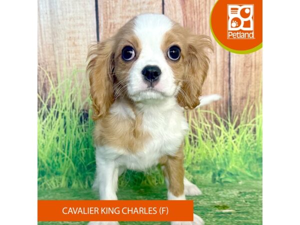 Cavalier King Charles Spaniel-Dog-Female-Blenheim-7992-Petland Ashland, Kentucky