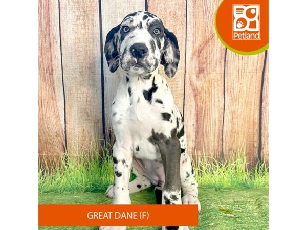 Great Dane Dog Female Merlequin 7985 Petland Ashland, Kentucky