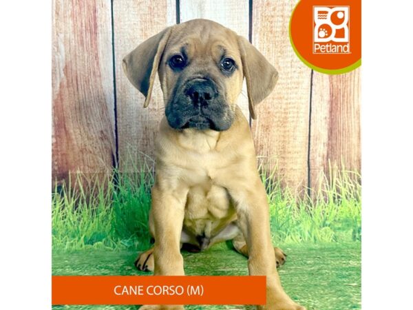 Cane Corso Dog Male Fawn 7983 Petland Ashland, Kentucky