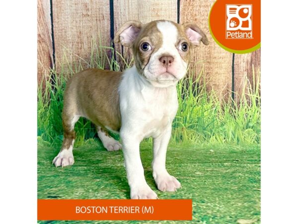 Boston Terrier Dog Male Seal Brindle / White 7982 Petland Ashland, Kentucky