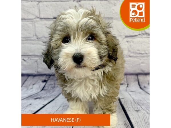 Havanese Dog Female Sable 7997 Petland Ashland, Kentucky