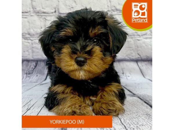 Yorkiepoo-Dog-Male-Black / Tan-7996-Petland Ashland, Kentucky