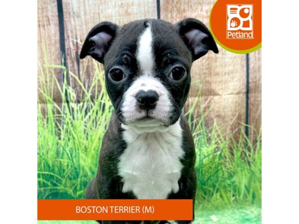 Boston Terrier Dog Male Brindle / White 8002 Petland Ashland, Kentucky