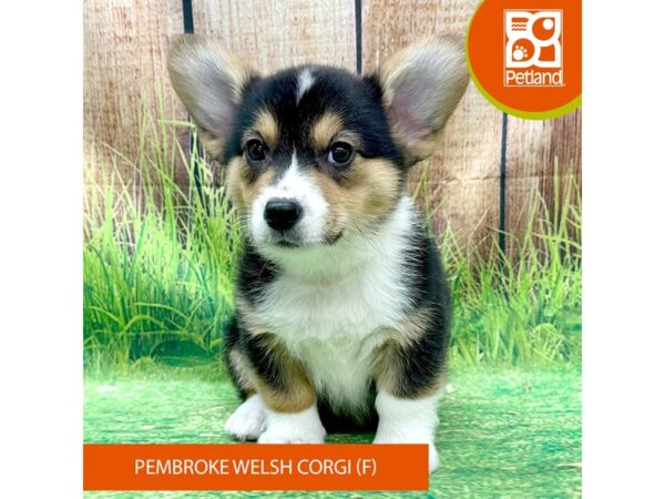 Pembroke Welsh Corgi-Dog-Female-Black White / Tan-8004-Petland Ashland, Kentucky