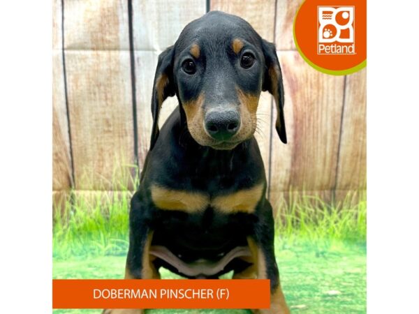 Doberman Pinscher Dog Female Black / Rust 8005 Petland Ashland, Kentucky