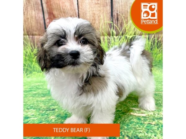 Teddy Bear-Dog-Female-Tri-Colored-8006-Petland Ashland, Kentucky