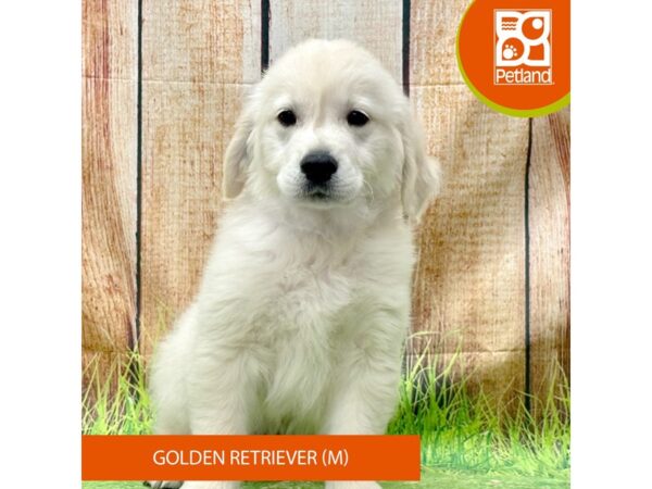 Golden Retriever Dog Male Cream 8015 Petland Ashland, Kentucky