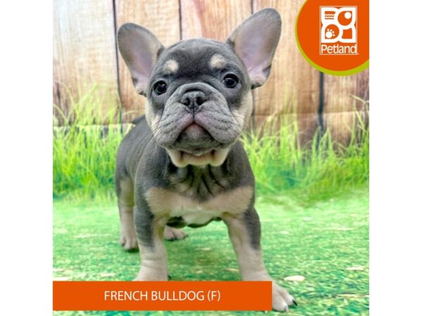 French Bulldog Dog Female Blue / Tan 8013 Petland Ashland, Kentucky