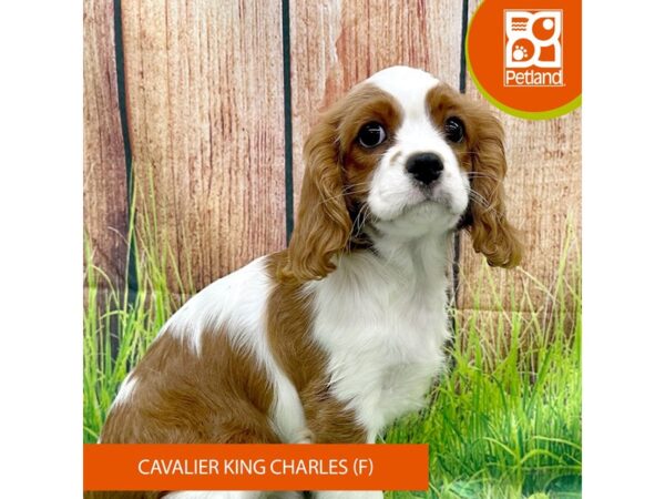 Cavalier King Charles Spaniel Dog Female Blenheim 8011 Petland Ashland, Kentucky