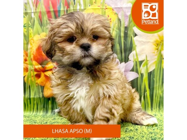 Lhasa Apso-Dog-Male-Golden-7947-Petland Ashland, Kentucky