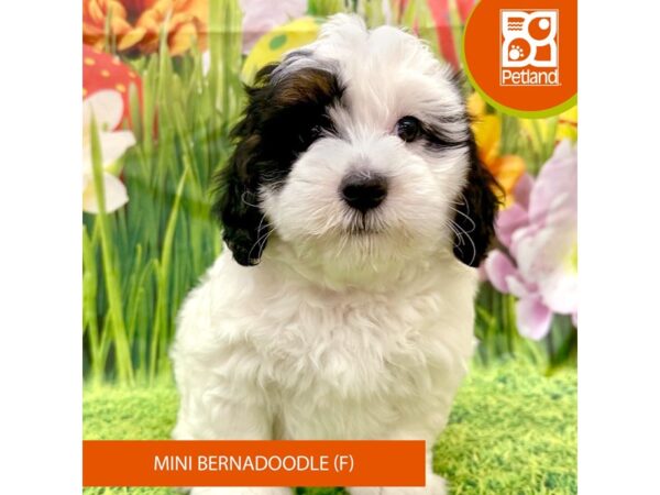 Bernardadoodle Mini-Dog-Female-Black White / Tan-7950-Petland Ashland, Kentucky