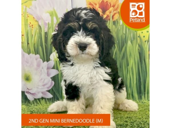 Bernedoodle Mini 2nd Gen-Dog-Male-Black White / Tan-7967-Petland Ashland, Kentucky