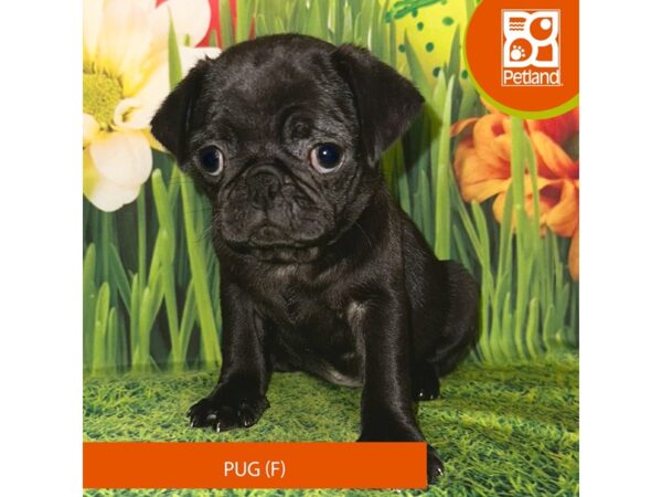 Pug-Dog-Female-Black-7972-Petland Ashland, Kentucky