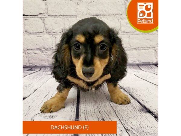 Dachshund-Dog-Female-Black / Tan-7975-Petland Ashland, Kentucky