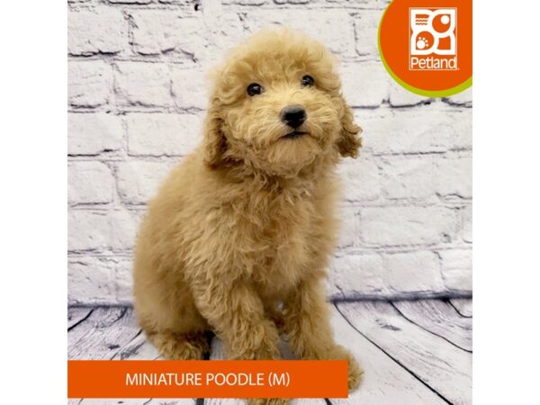 Miniature Poodle Dog Male Red 7971 Petland Ashland, Kentucky