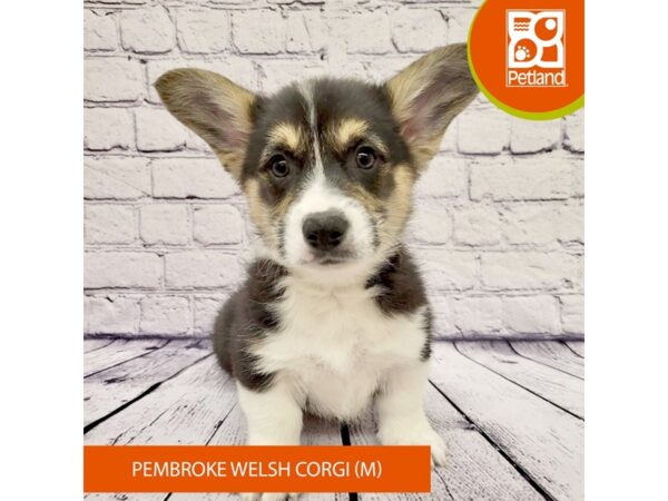 Pembroke Welsh Corgi Dog Male Black White / Tan 7974 Petland Ashland, Kentucky