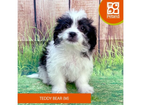 Teddy Bear-Dog-Male-Black / White-7993-Petland Ashland, Kentucky