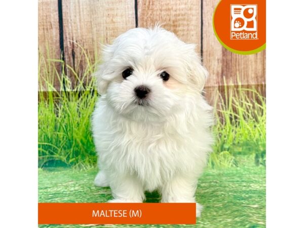 Maltese Dog Male White 7990 Petland Ashland, Kentucky