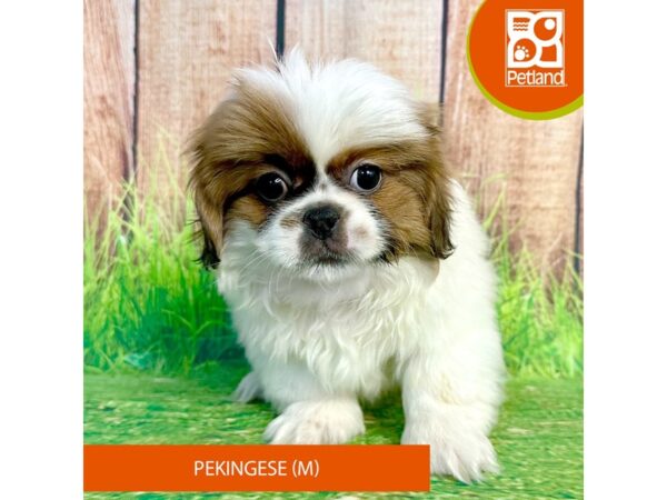 Pekingese-Dog-Male-Sable / White-7988-Petland Ashland, Kentucky