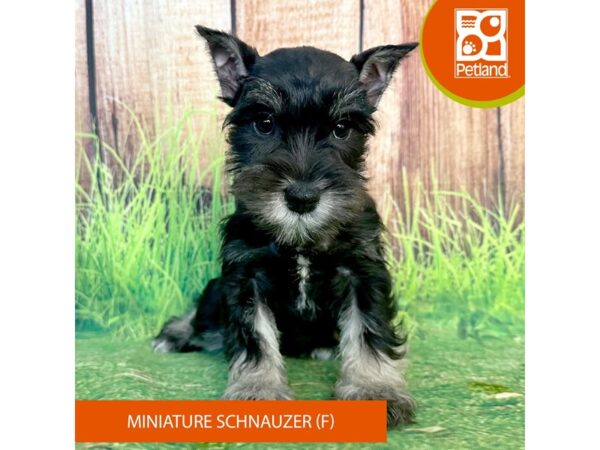 Miniature Schnauzer Dog Female Salt / Pepper 7987 Petland Ashland, Kentucky