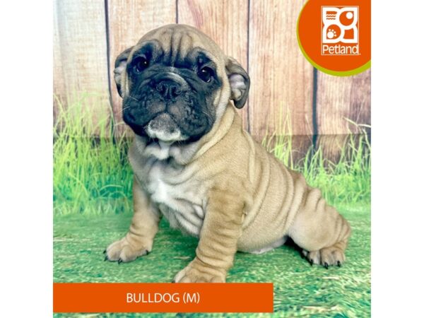 Bulldog-Dog-Male-Red-7984-Petland Ashland, Kentucky