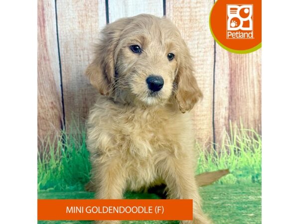 Goldendoodle Mini-Dog-Female-Red-7981-Petland Ashland, Kentucky