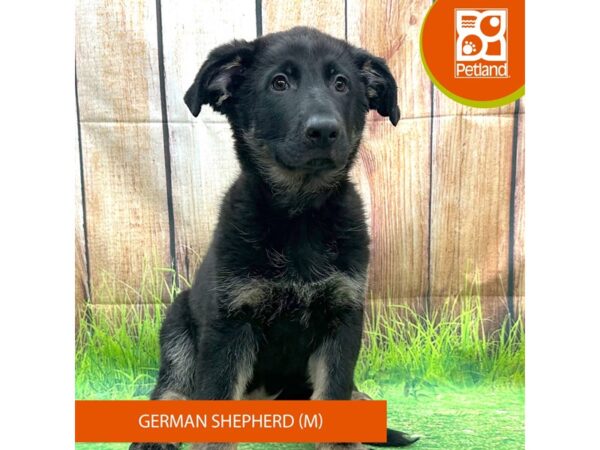 German Shepherd Dog Dog Male Black / Tan 7999 Petland Ashland, Kentucky