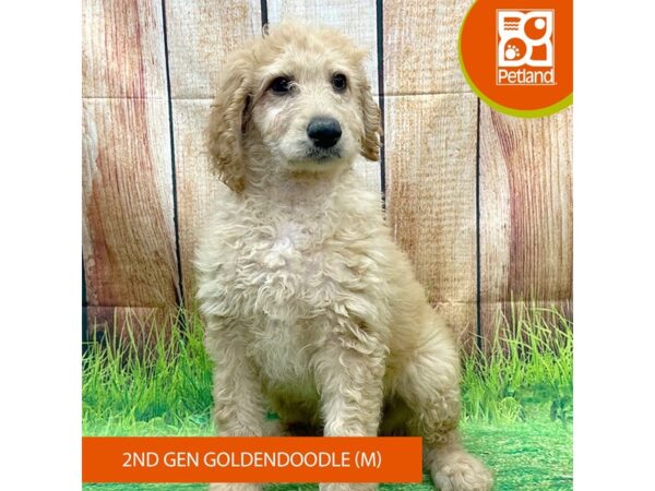 Goldendoodle 2nd Gen Dog Male Apricot 8000 Petland Ashland, Kentucky