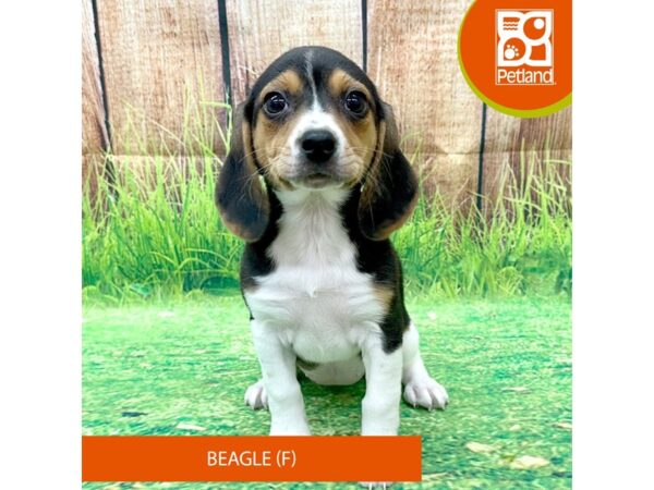 Beagle-Dog-Female-Black Tan / White-8001-Petland Ashland, Kentucky