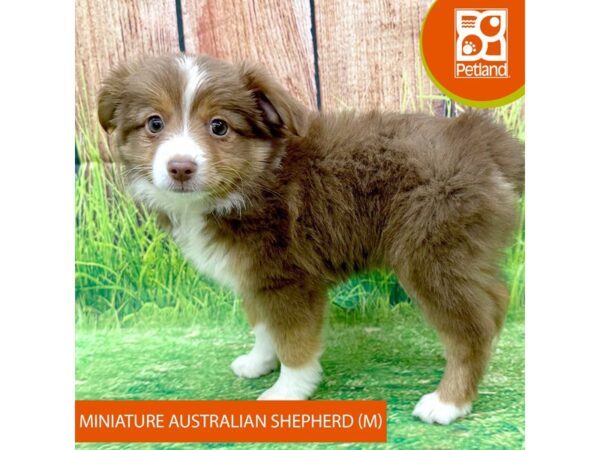 Miniature Australian Shepherd Dog Male Red 8003 Petland Ashland, Kentucky