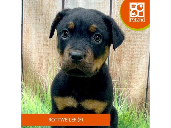 Rottweiler-Dog-Female-Black / Mahogany-8019-Petland Ashland, Kentucky