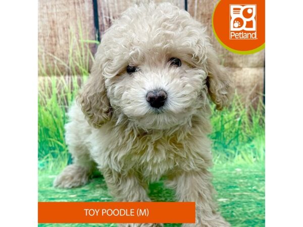 Toy Poodle-Dog-Male-Apricot-8018-Petland Ashland, Kentucky