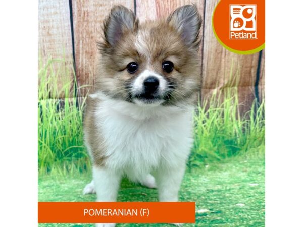 Pomeranian – 8017