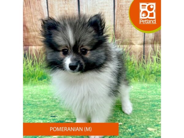 Pomeranian-Dog-Male-Tri-Colored-8016-Petland Ashland, Kentucky