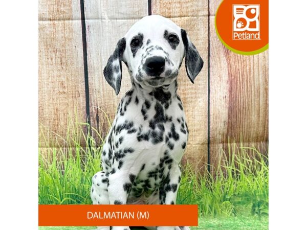 Dalmatian-Dog-Male--8012-Petland Ashland, Kentucky