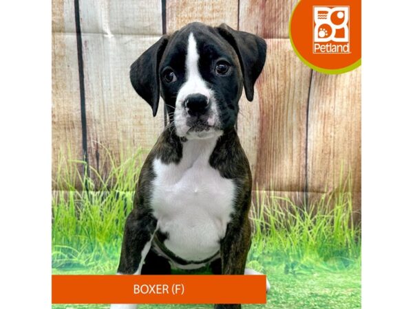 Boxer Dog Female Brindle 8010 Petland Ashland, Kentucky