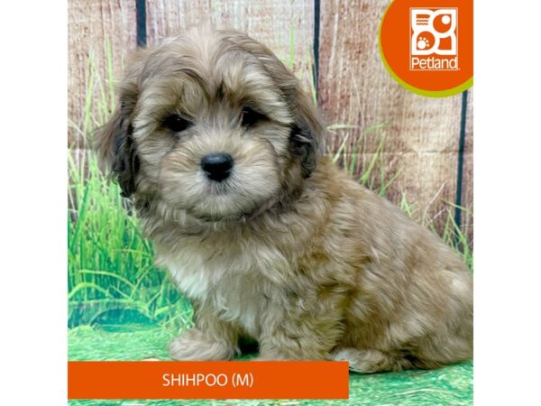 Shihpoo Dog Male Brown 8007 Petland Ashland, Kentucky