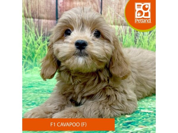 Cavapoo F1-Dog-Female-Red-8008-Petland Ashland, Kentucky