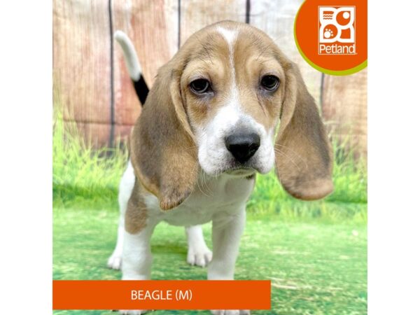 Beagle-Dog-Male-Black White / Tan-8021-Petland Ashland, Kentucky